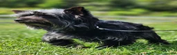 Yorkshire Terrier dogs for sale: Shadow - Ad 2