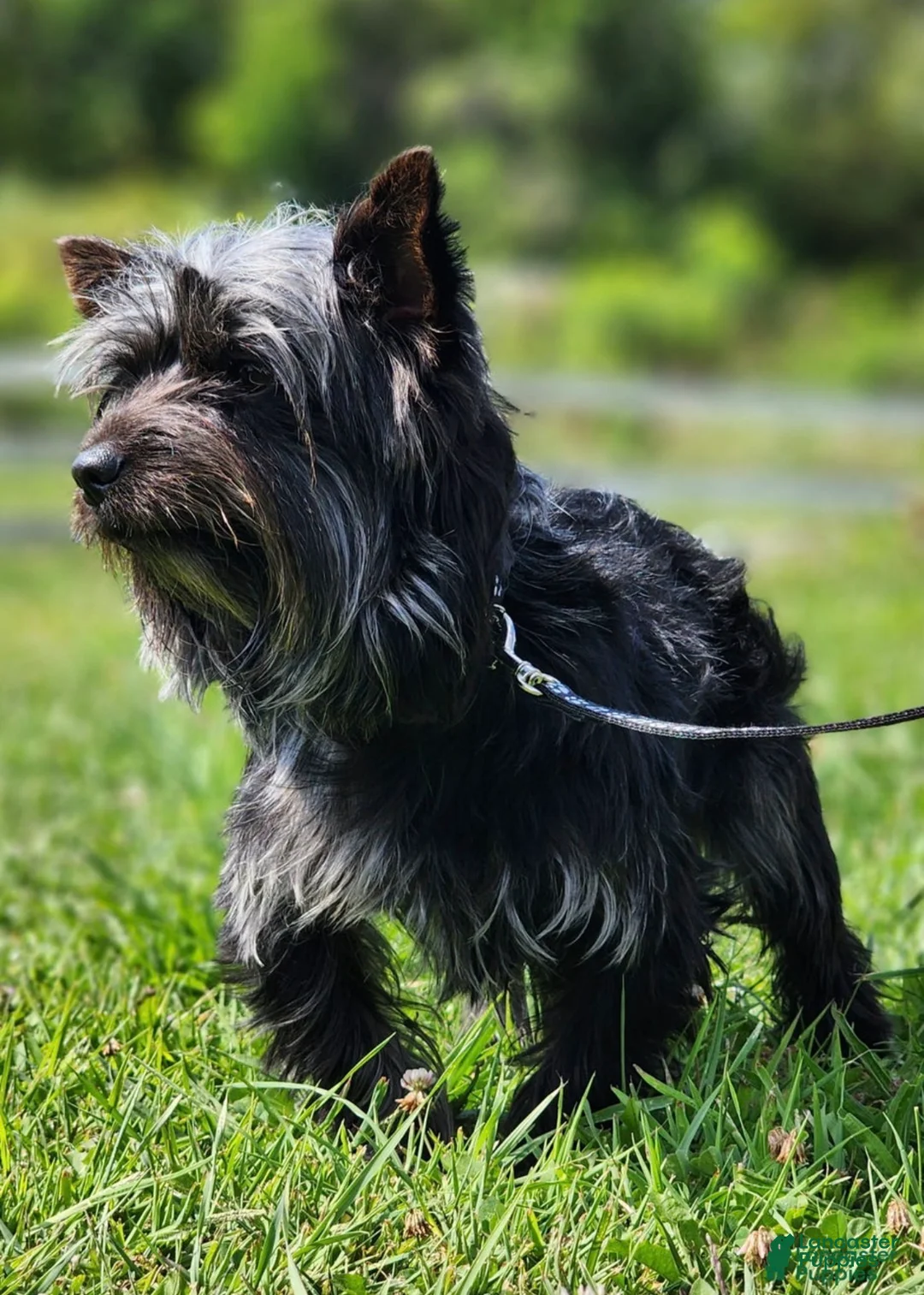 Yorkshire Terrier dogs for sale: Shadow - Ad 2