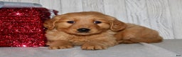 Golden Retriever dogs for sale: Poppy - Ad 7