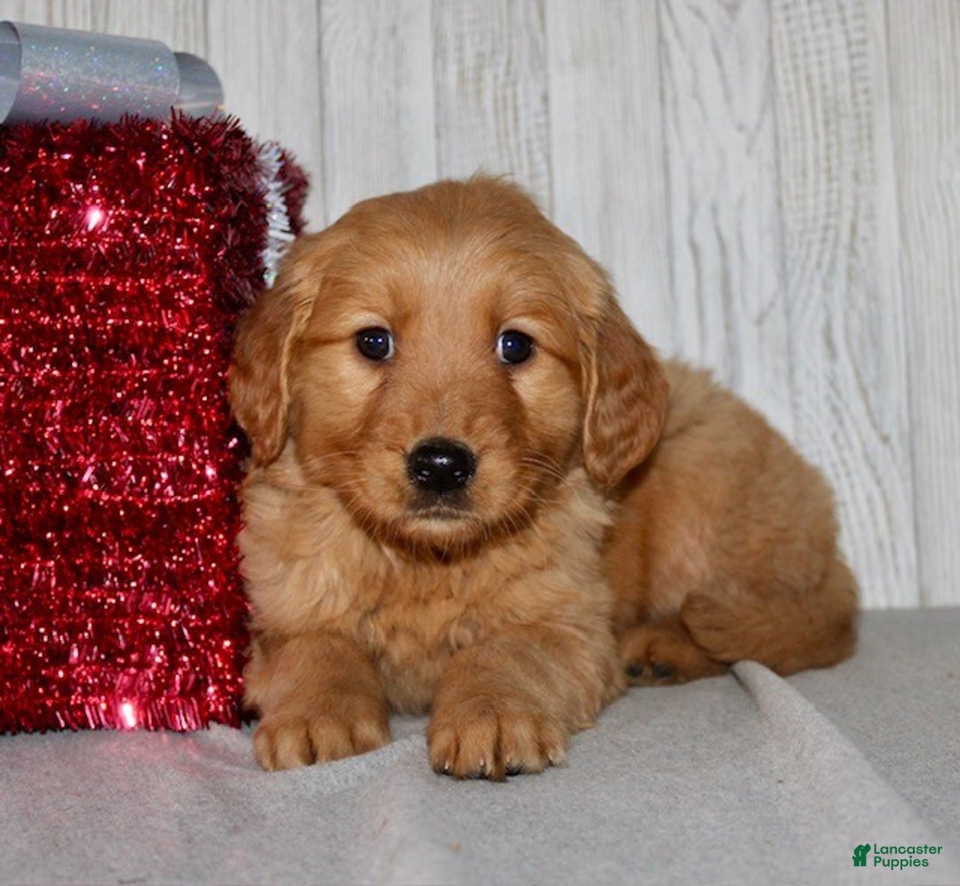Golden Retriever dogs for sale: Poppy - Ad 7