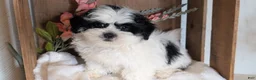 Teddy Bear dogs for sale: Grady  - Ad 5
