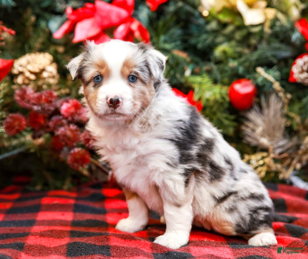Miniature Australian Shepherd dogs for sale: Bow - Ad 2