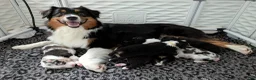 Australian Shepherd dogs for sale: Jumper  - Ad 4