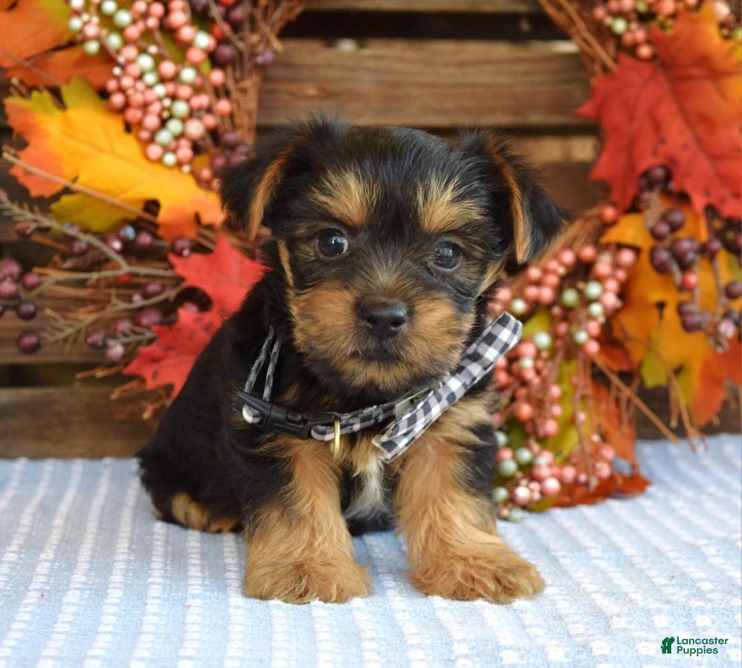 Yorkshire Terrier dogs for sale: Donner - Ad 8