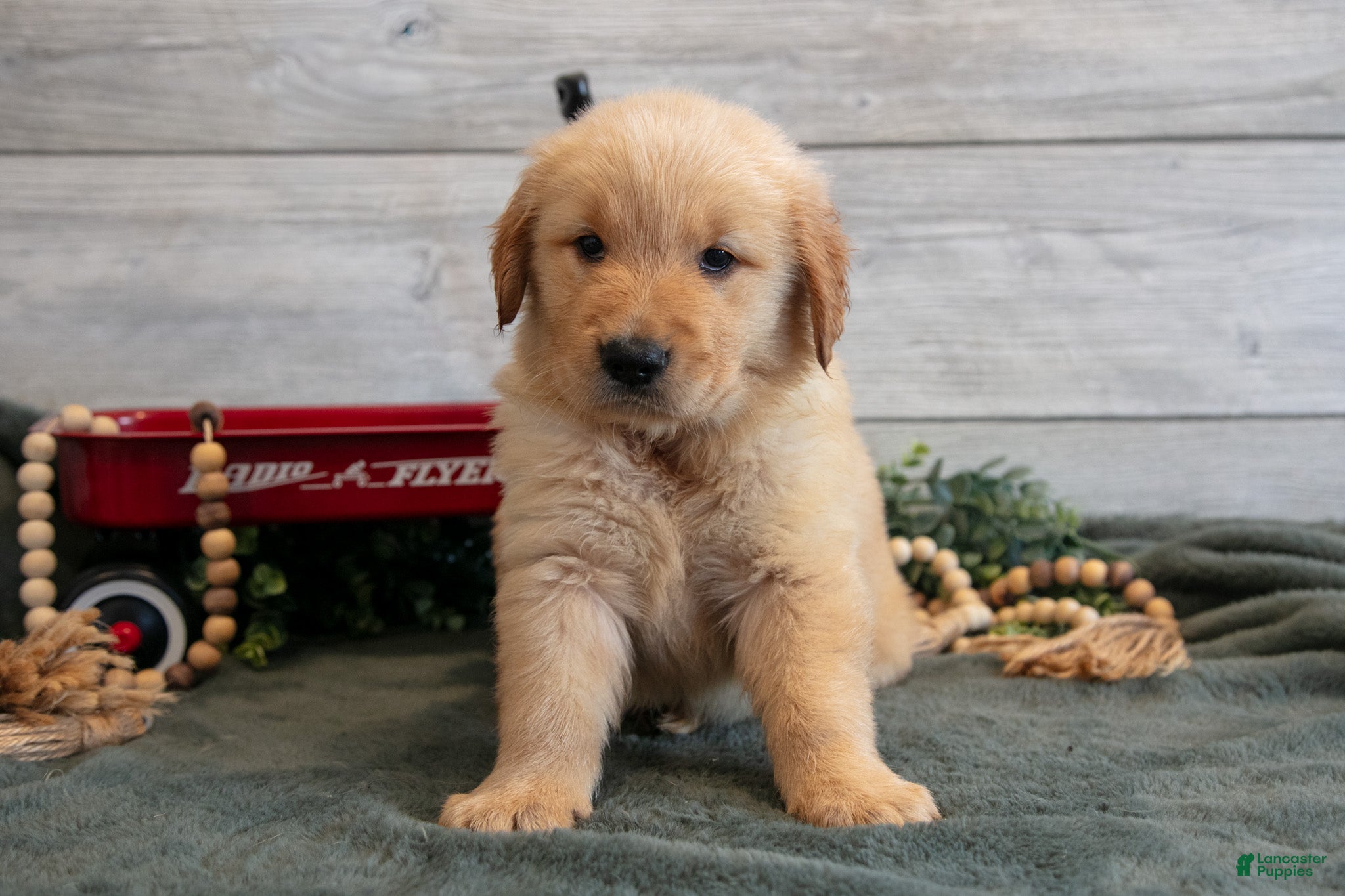 Golden Retriever dogs Bonnie - Ad 2