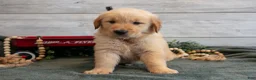Golden Retriever dogs for sale: Bonnie - Ad 2