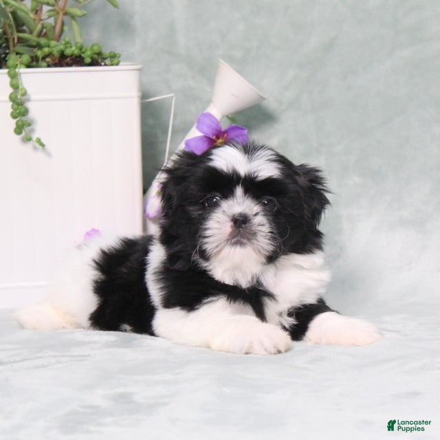 Shih Tzu dogs Polecat - Ad 1