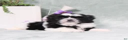 Shih Tzu dogs for sale: Polecat - Ad 3