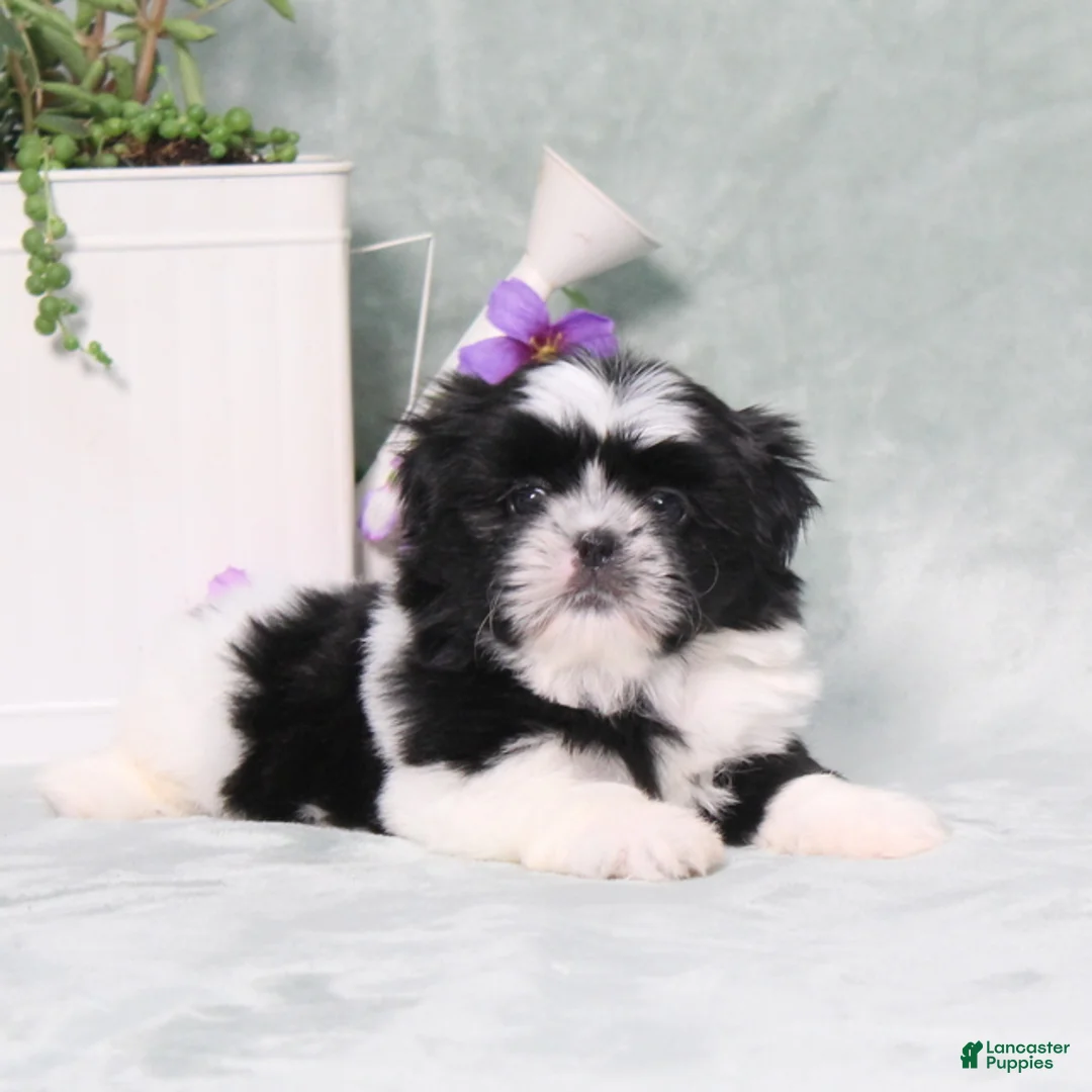 Shih Tzu dogs for sale: Polecat - Ad 1