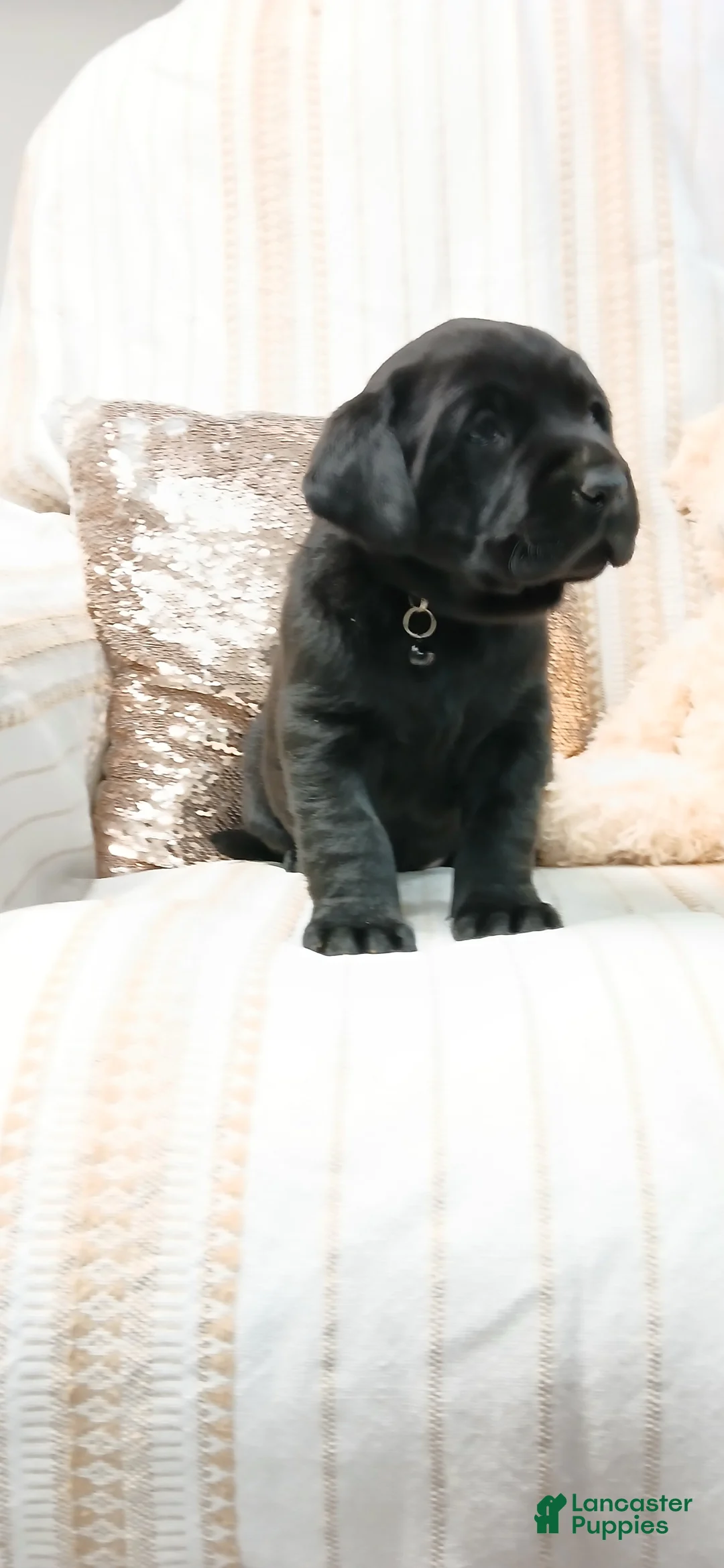 Labrador Retriever dogs for sale: DIESEL - Ad 6