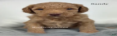 Sandy