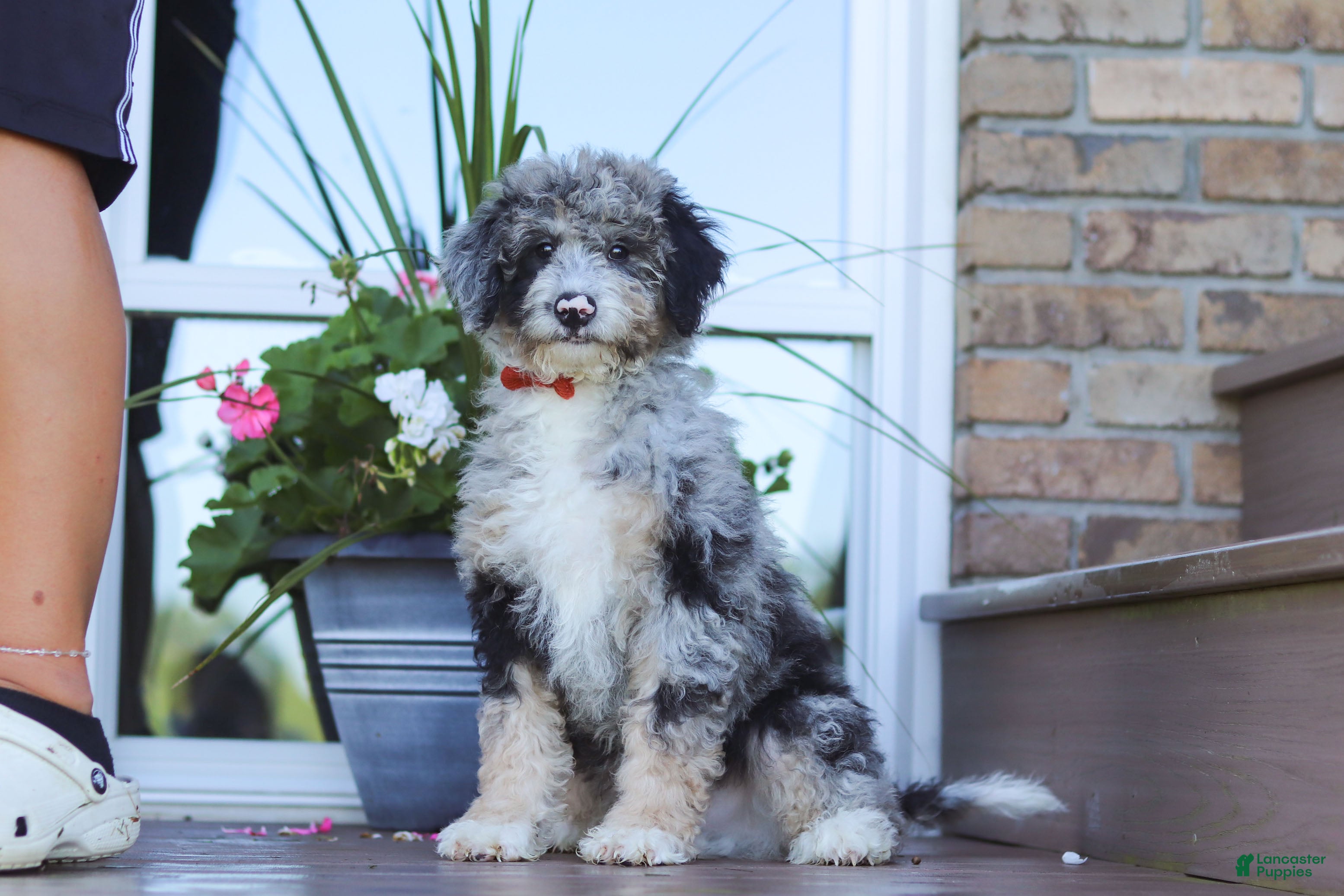 Mini Bernedoodle dogs Gabe - Ad 1