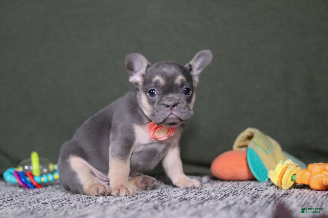 French Bulldog dogs for sale: Bethany - Ad 8