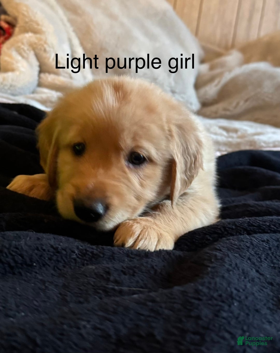 Golden Retriever dogs for sale: Golden Retriever Puppy 1 - Ad 2
