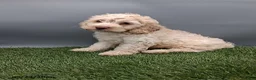 Cockapoo dogs for sale: Angie - Ad 10