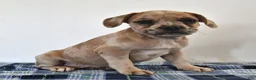 Mixed Breed dogs for sale: Luna  - Ad 4