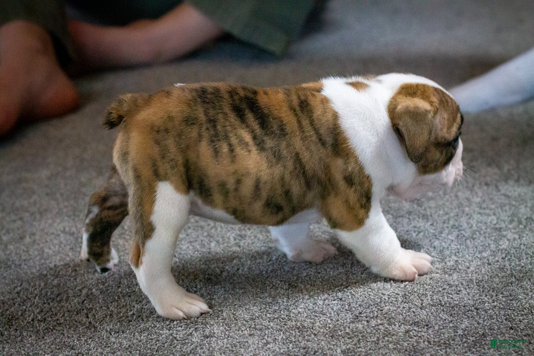 English Bulldog dogs for sale: Charlie  - Ad 5