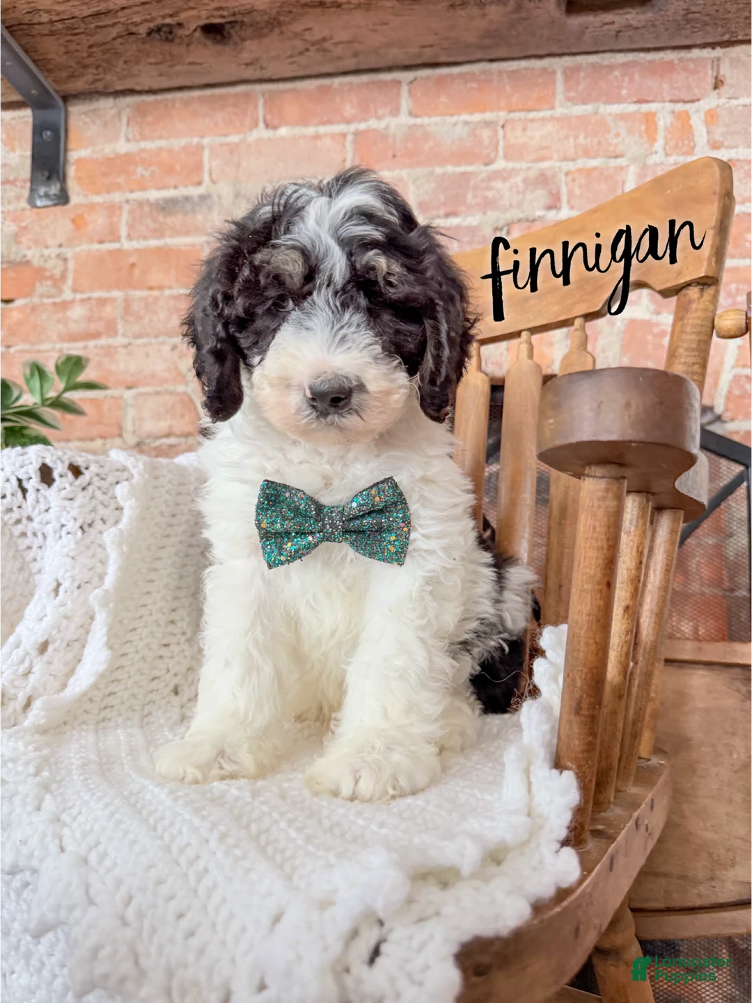 Mini Bernedoodle dogs for sale: Finnigan - Ad 2