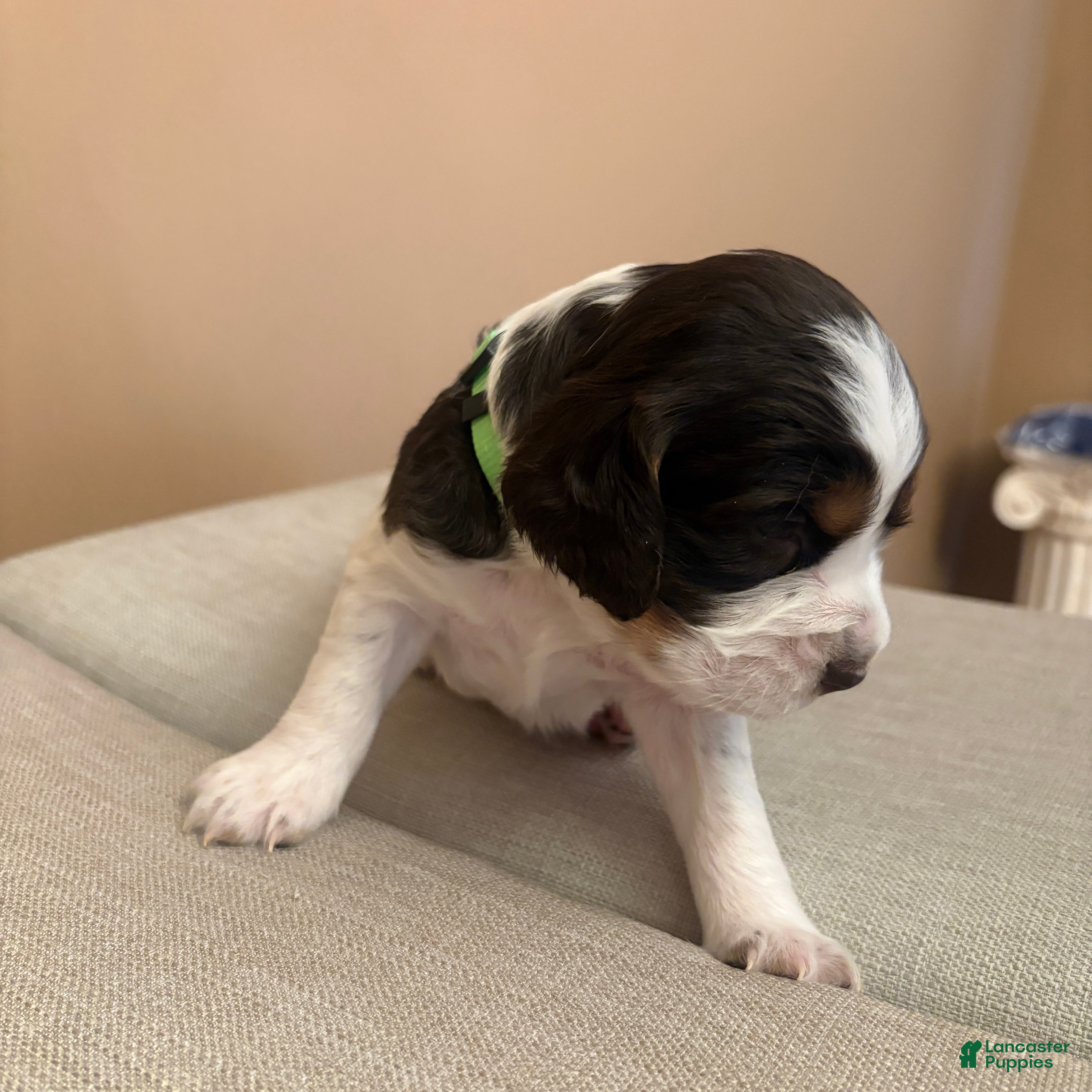 English Springer Spaniel dogs English Springer Spaniel 3 - Ad 1
