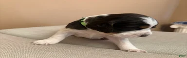 English Springer Spaniel 3