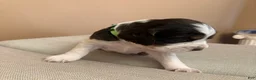 English Springer Spaniel dogs for sale: English Springer Spaniel 3 - Ad 1