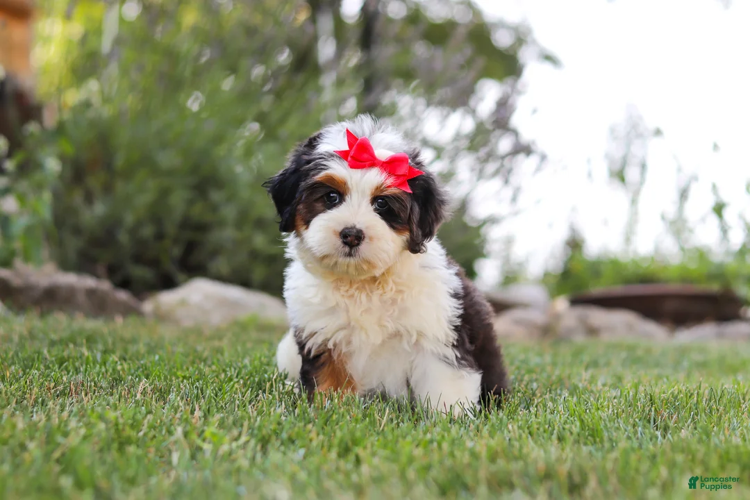 Mini Bernedoodle dogs for sale: Hailey - Ad 1