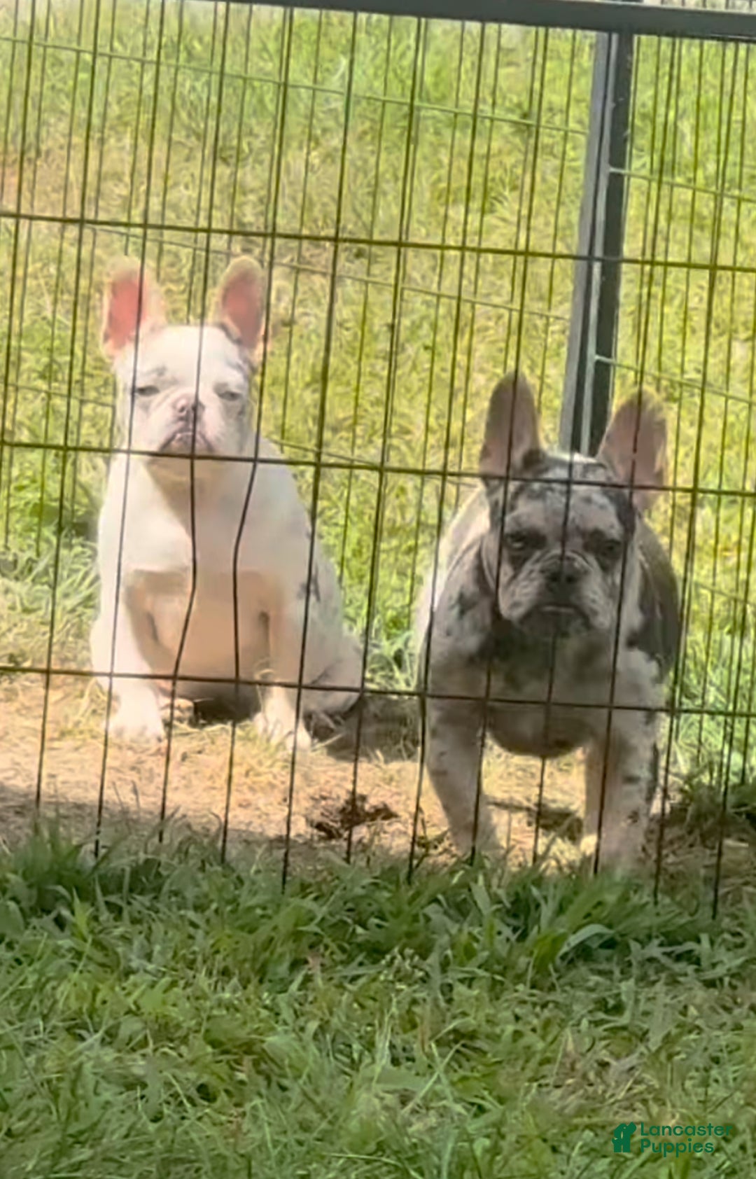 French Bulldog dogs for sale: Monroe  - Ad 1
