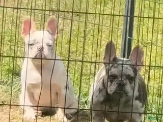 French Bulldog dogs Monroe - Ad 22