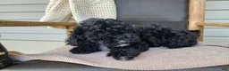 Mini Bernedoodle dogs for sale: Brock - Ad 14