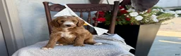 Goldendoodle dogs for sale: Capri - Ad 8