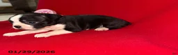 Boston Terrier dogs for sale: Heather - Ad 2