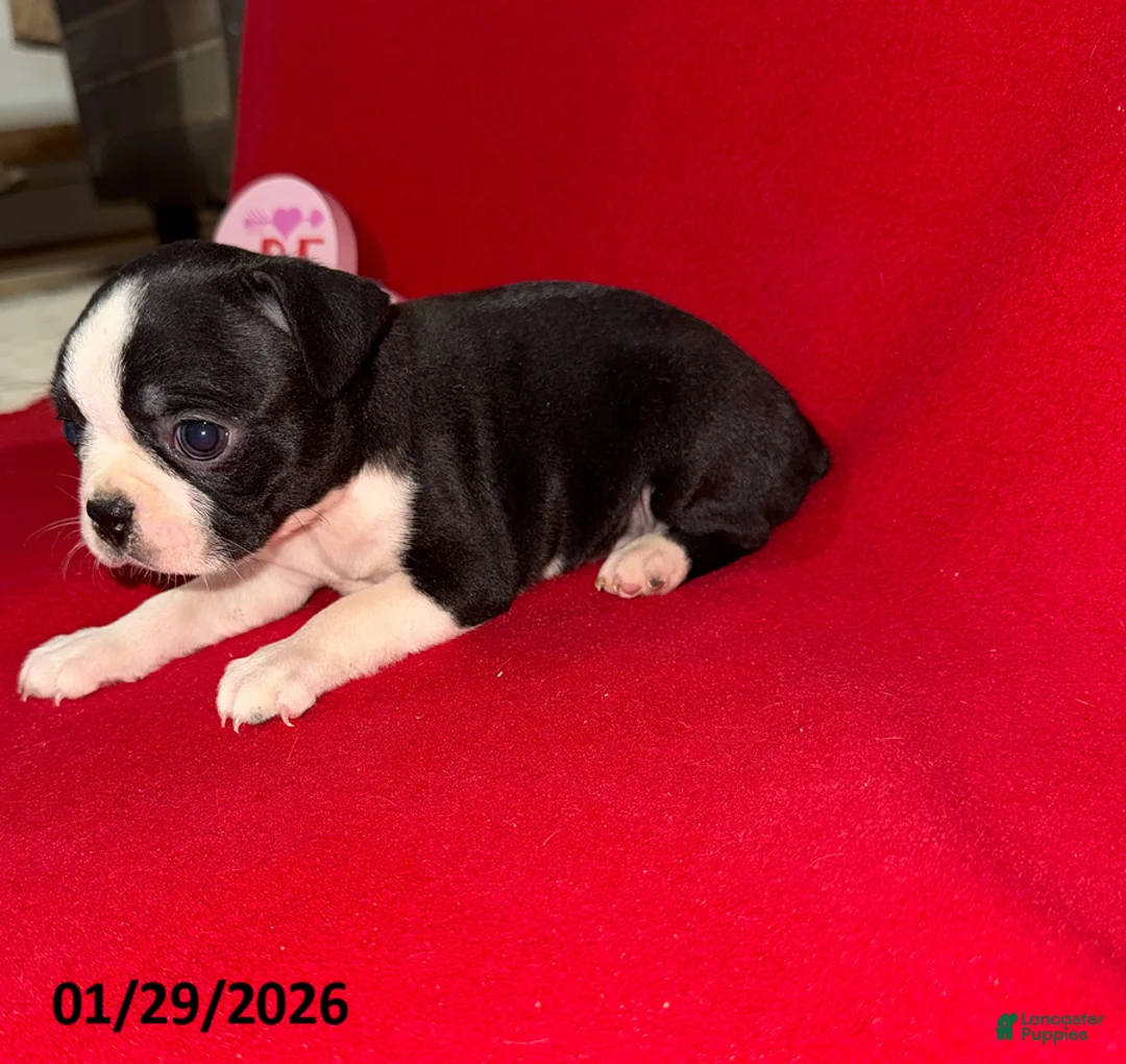 Boston Terrier dogs for sale: Heather - Ad 2