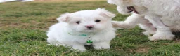 Maltese dogs for sale: Benny  - Ad 9
