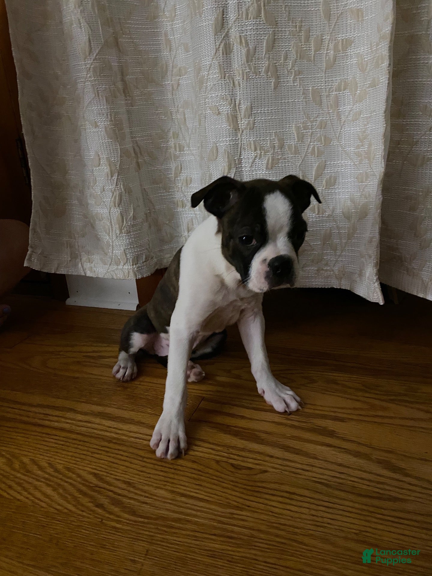 Boston Terrier dogs Boston Terrier 1 - Ad 2
