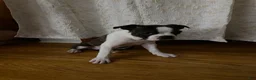 Boston Terrier dogs for sale: Boston Terrier 1 - Ad 1