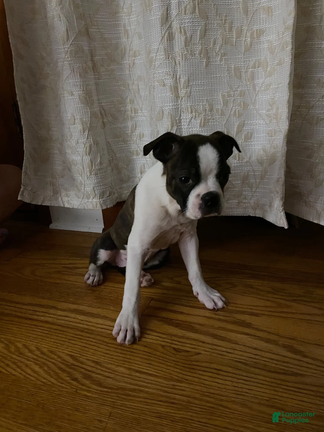 Boston Terrier dogs for sale: Boston Terrier 1 - Ad 1