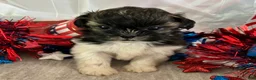 Shih Tzu dogs for sale: Creed - Ad 10