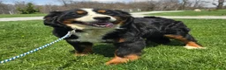 Mini Bernedoodle dogs for sale: Mini Louie - Ad 18