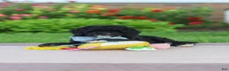 Mini Goldendoodle dogs for sale: Mason  - Ad 7