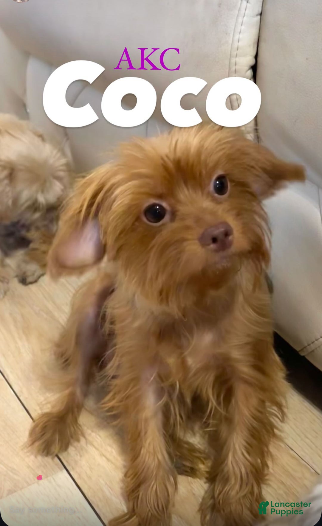 Yorkshire Terrier dogs for sale: Alfredo - Ad 10