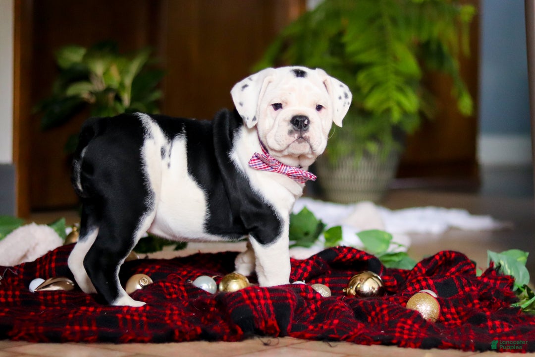 English Bulldog dogs for sale: Gracie - Ad 2