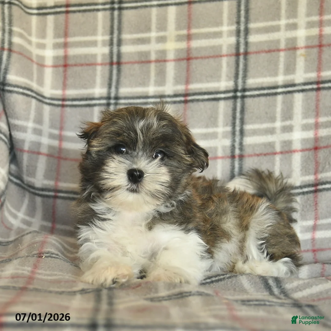 Malshi dogs for sale: Eeyore - Ad 2