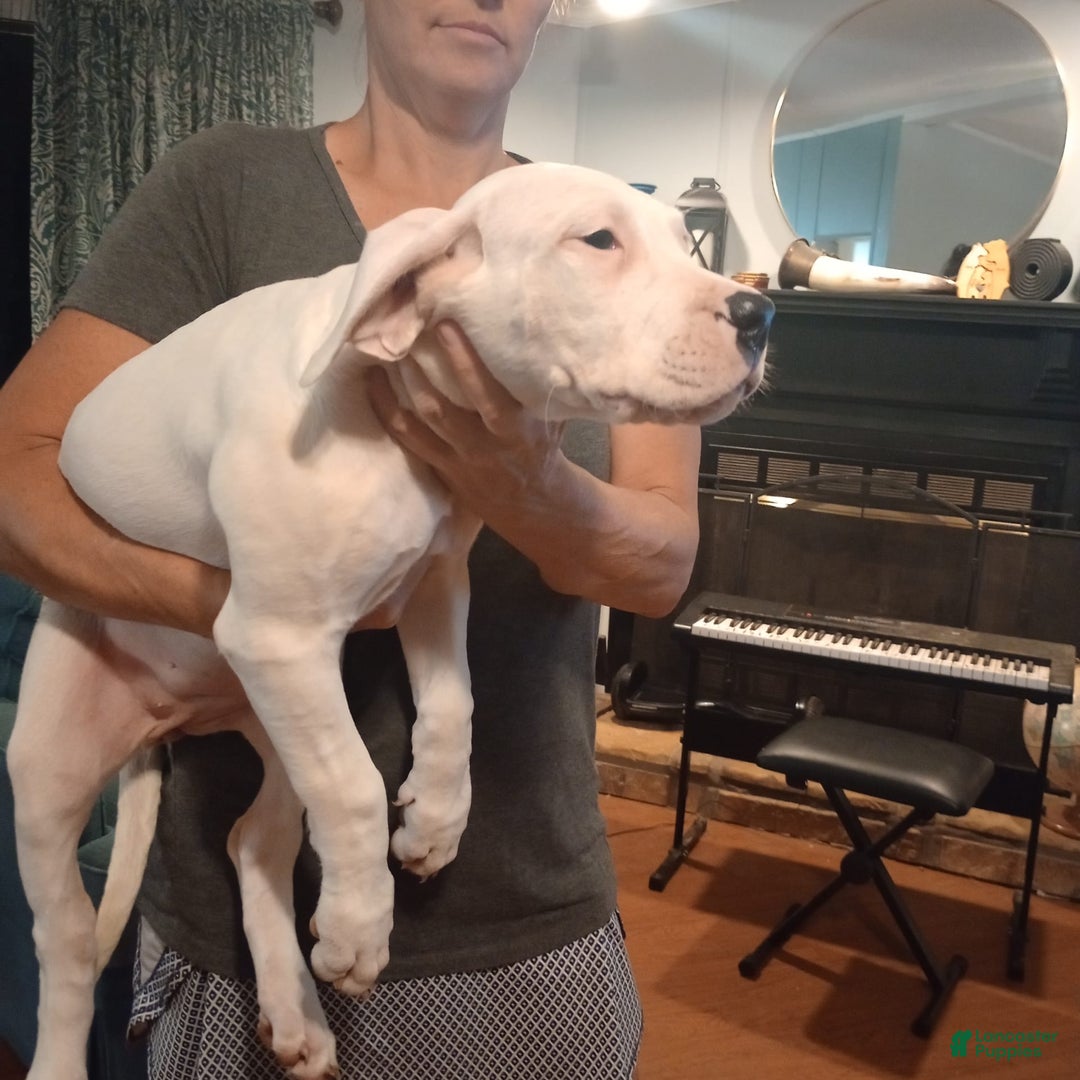 Dogo Argentino dogs for sale: Venum - Ad 4
