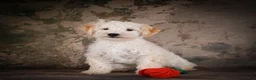 Maltipoo dogs for sale: Theodore - Ad 8