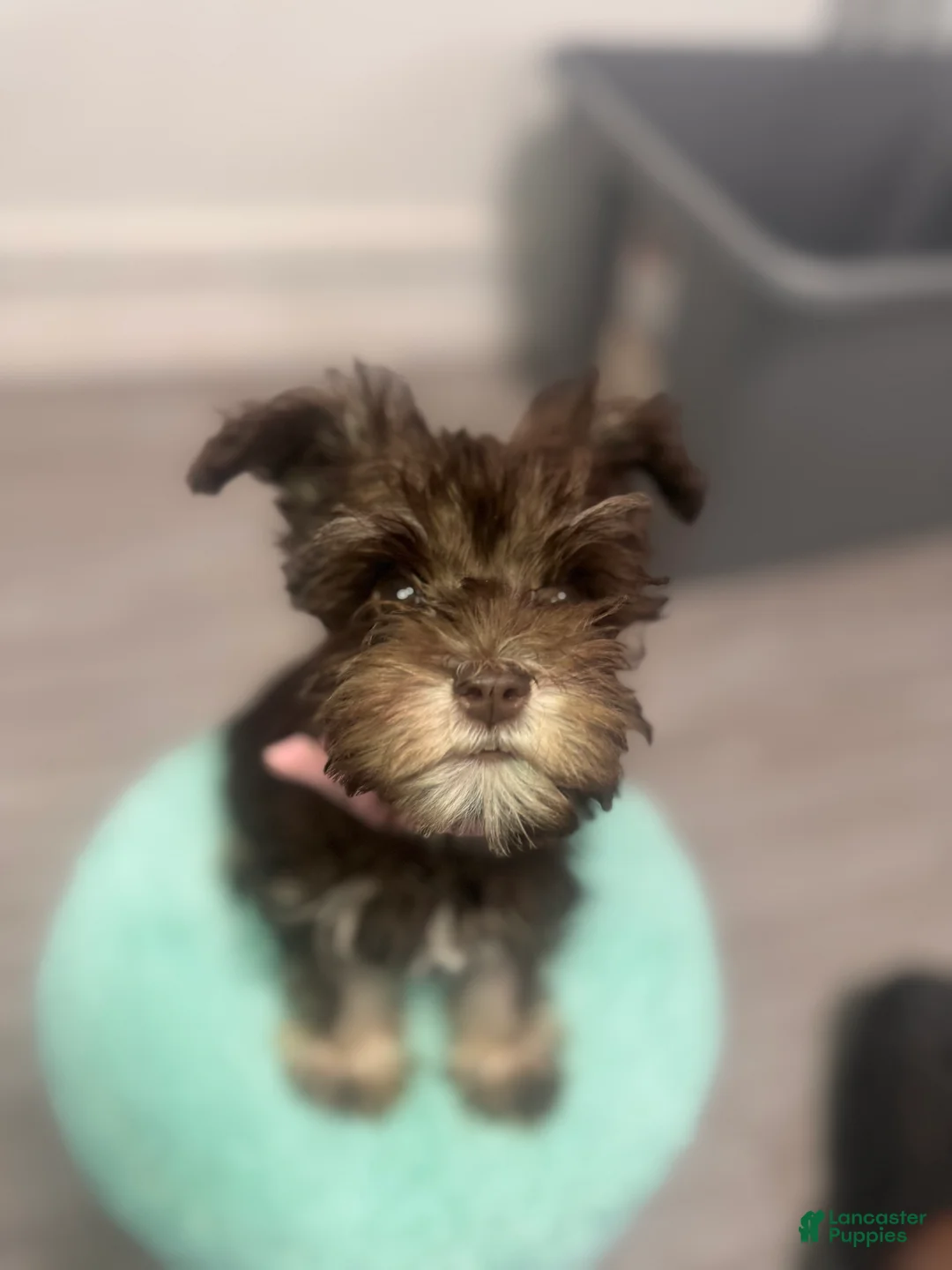 Miniature Schnauzer dogs for sale: Miniature Schnauzer 1 - Ad 1