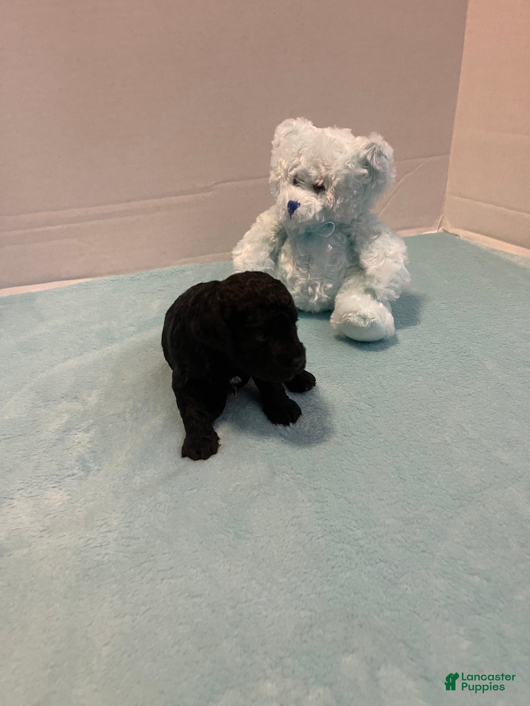 Goldendoodle dogs for sale: Goldendoodle Puppy 1 - Ad 5