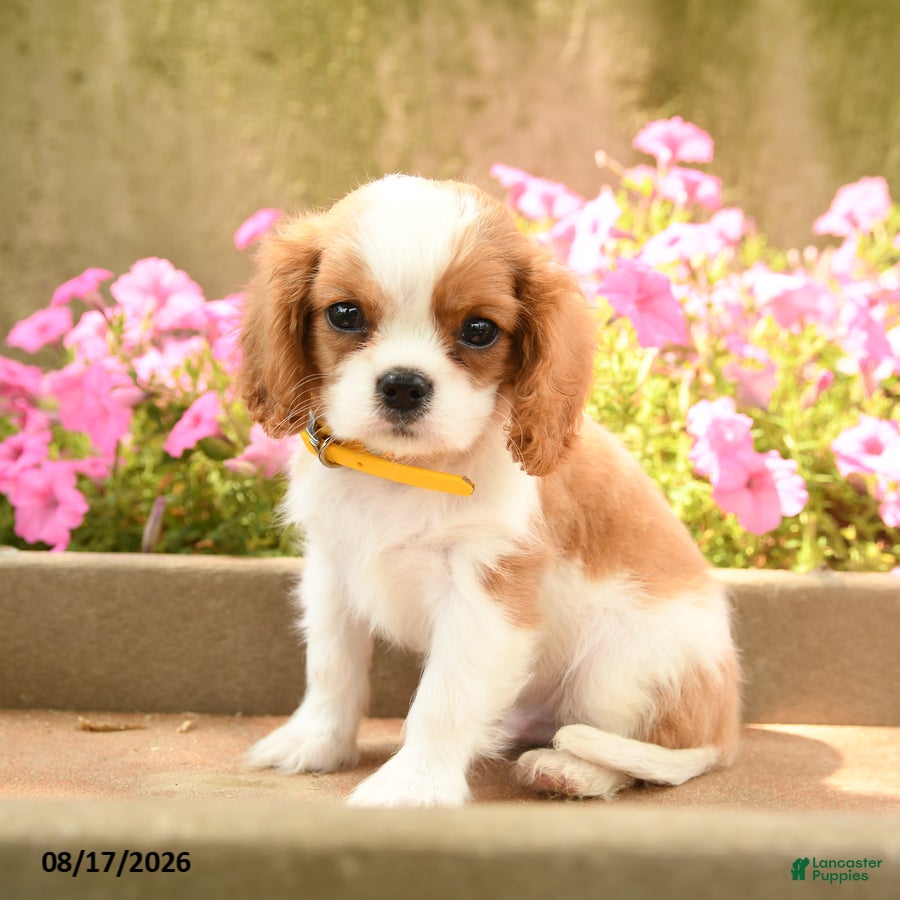 Cavalier King Charles Spaniel dogs Timmy - Ad 1