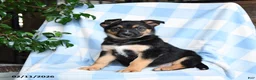 Mixed Breed dogs for sale: Bubbles - Ad 3
