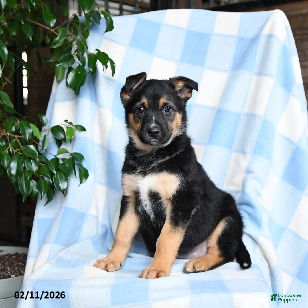 Mixed Breed dogs for sale: Bubbles - Ad 3