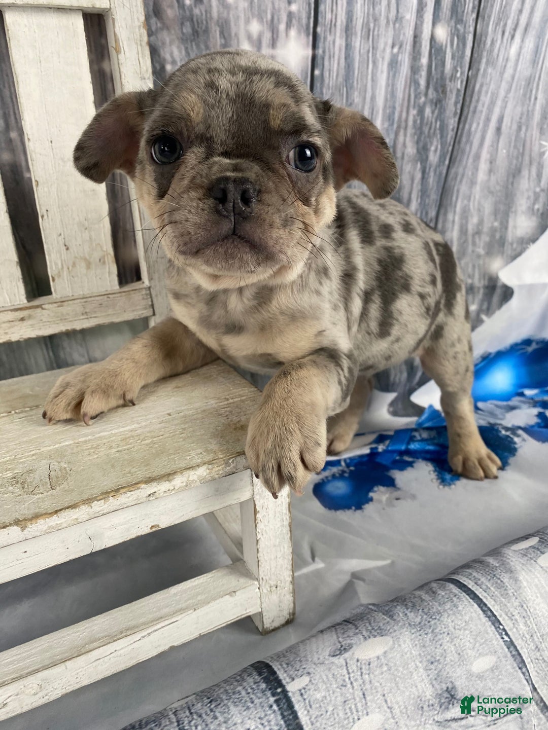 Mixed Breed dogs for sale: Buddy - Ad 7